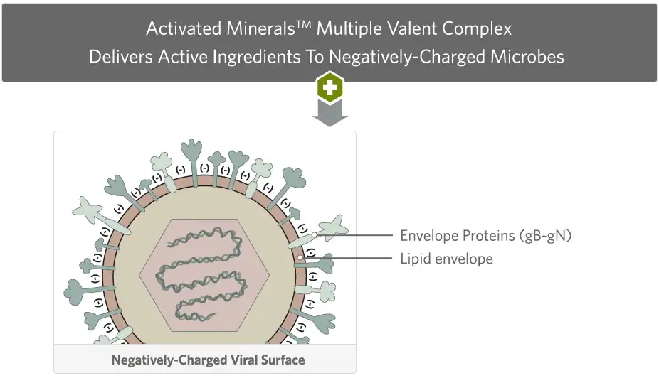 Activated Minerals virus cross-section
